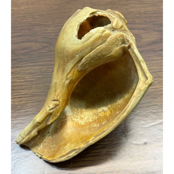 Vintage Whelk Conch Shell North Carolina Atlantic Ocean Nautical Beach Decor - Picture 5 of 7